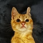 Steve - @steve_gingercat - Instagram