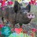 Steve Grappe - Facebook