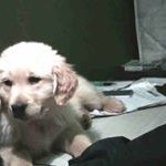 Steve Grenier - @steve.grenier.98 - Instagram