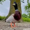 Steve Grey - @steve.grey - TikTok