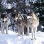 Steve Grey Wolf - @steve.grey - Instagram