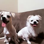 Steven "el guapo" y  Guido "el bandido" - @steven.y.guido - Instagram