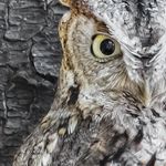 Steve Hager - @augienaturephotography - Instagram