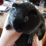 Steve Halsey - @squiggly_pigs - Instagram