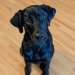 Stevie Hamann - @stevie_licks__ - Instagram