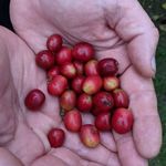 Steve Hambright - @dragon_product_reviews - Instagram