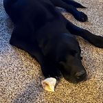 Steve Hammerschmidt - @stevehammerschmidt - Instagram