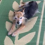 Steve Hanrahan - @steshell1957 - Instagram