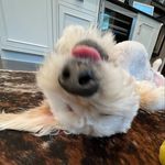 Steve Verrico Hanrahan - @stevie.wonder.dog - Instagram