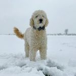 Ellie Harner - @steve.harner2019 - Instagram