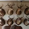 stevenhasty239 - @steve_othedeerslayer - TikTok