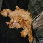 Steve Hawes - @steve.hawes.3139 - Instagram