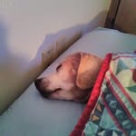 Steve Hembree - @stevehembree266 - Instagram