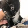 Steve Herrington - @steve_the_crazy_kitty - TikTok