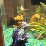 Steve & Hester 🐟🐠 - @steveandhes - Instagram