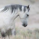 by Steve Hostetler - @wild_mustang_art - Instagram