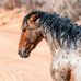 Wild Mustang Art Photography by Steve Hostetler - Facebook
