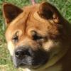 Steve Hubert - @hoxakam_akita_shiba - TikTok