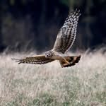 Steve Hussey - @wildcollective_1962 - Instagram