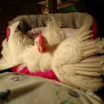 Steve Huth - @camelotcourtyardchickens - Instagram