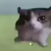 Steve Ingles - @steve.ingles - TikTok