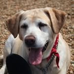 Steve Irish - @irish8178 - Instagram