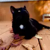 Steve is king👑🐈‍⬛ - @steve_is_king1 - TikTok