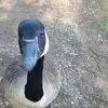 stevejamerson - @stevejamerson - TikTok