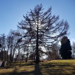 Steve Johnstone - @strathspey_tree_surgeons - Instagram