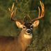 Steve Kerber - Facebook