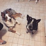 Steve Kimble - @ben.the.blue._ace.the.aussie - Instagram