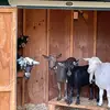 Goat Grandpa - @stevekurtz715 - TikTok