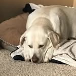 Steve Labelle - @stevelabelle43 - Instagram