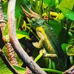 Steven Laramee & daughters - @laramees_reptile_roundup - Instagram