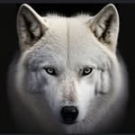 Steve LaRose - @steve.larose.9 - Instagram