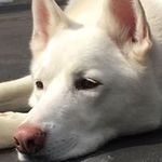 4 Legged Kids - @steve.lemire - Instagram