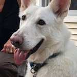 Steve Lemire - @kidshave4legs - Instagram