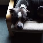 Steve Lemmens - @steve_lemmens - Instagram