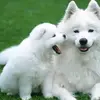Steve Levi - @steve.levi4 - TikTok