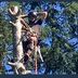 Steve Lyall Climber /Arborist - Facebook