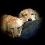 Steve Macpherson - @steve.macpherson.967 - Instagram