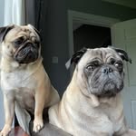 Steve Malone and Wilsom🐾 - @steveopug10 - Instagram