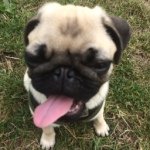 Steve Marmaduke - @stevepuggington - Instagram