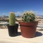 Steve and Martha - @cactus_couple - Instagram