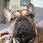 steven 🐶 - @_stevemaster - Instagram