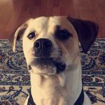Finn - @finn_steve_matos - Instagram
