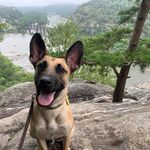 Steve McCandless - @k9alfie - Instagram