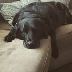 Steve McCandless - @buckeyesteve78 - Instagram