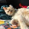 Stevie McClelland - @2kittycuties - TikTok