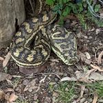 Steve McKenzie - @girragee - Instagram